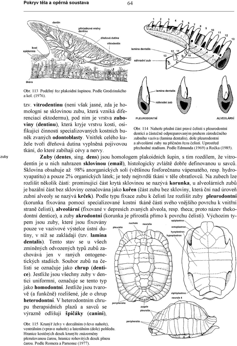 specializovaných kostních buněk zvaných odontoblasty. Vnitřek celého kužele tvoří dřeňová dutina vyplněná pojivovou tkání, do které zabíhají cévy a nervy. Obr.