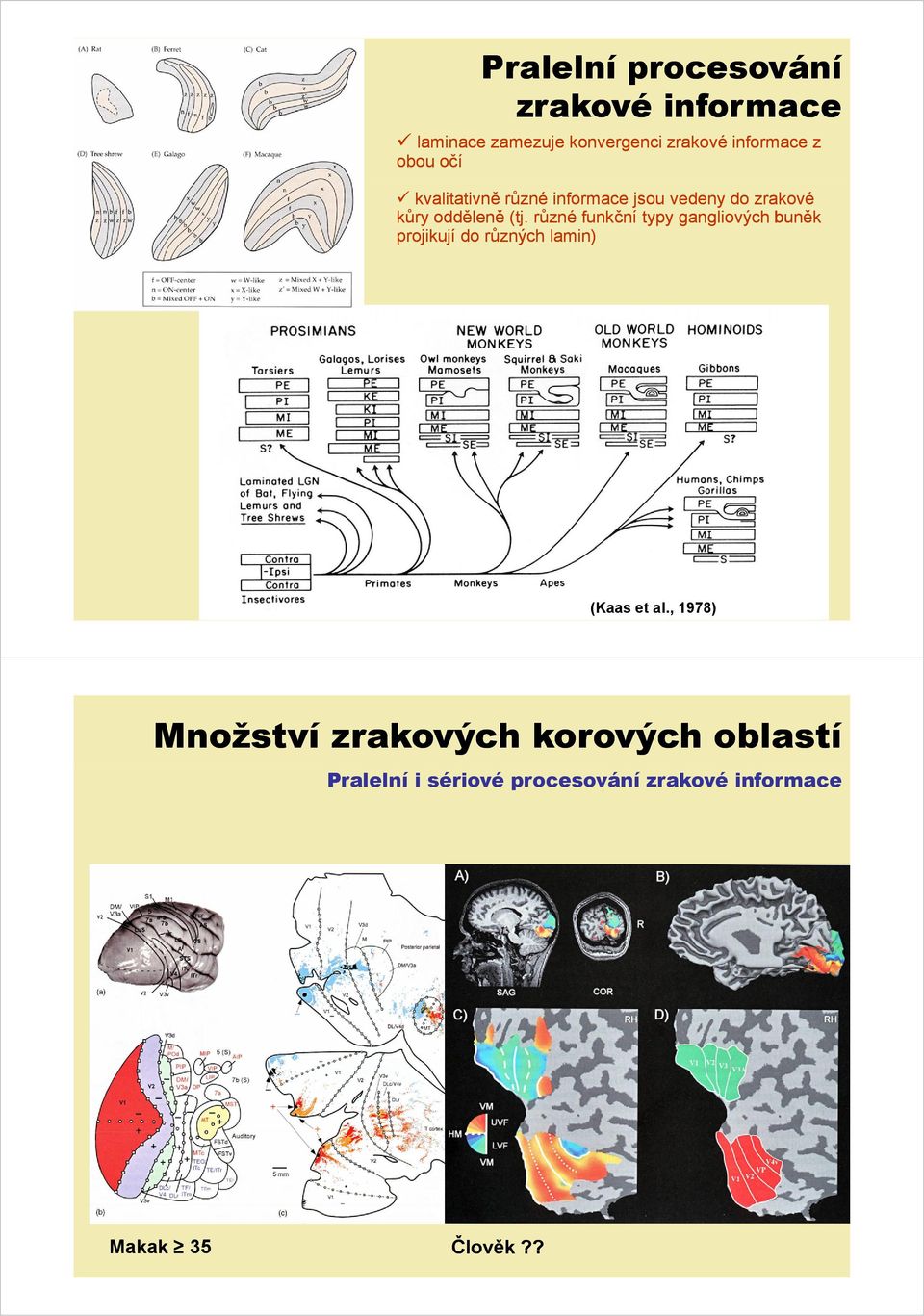 různé funkční typy gangliových buněk projikují do různých lamin) (Kaas et al.