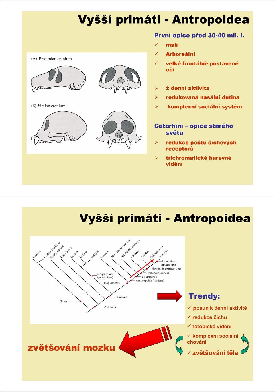 sociální systém Catarhini opice starého světa redukce počtu čichových h ý h receptorů trichromatické