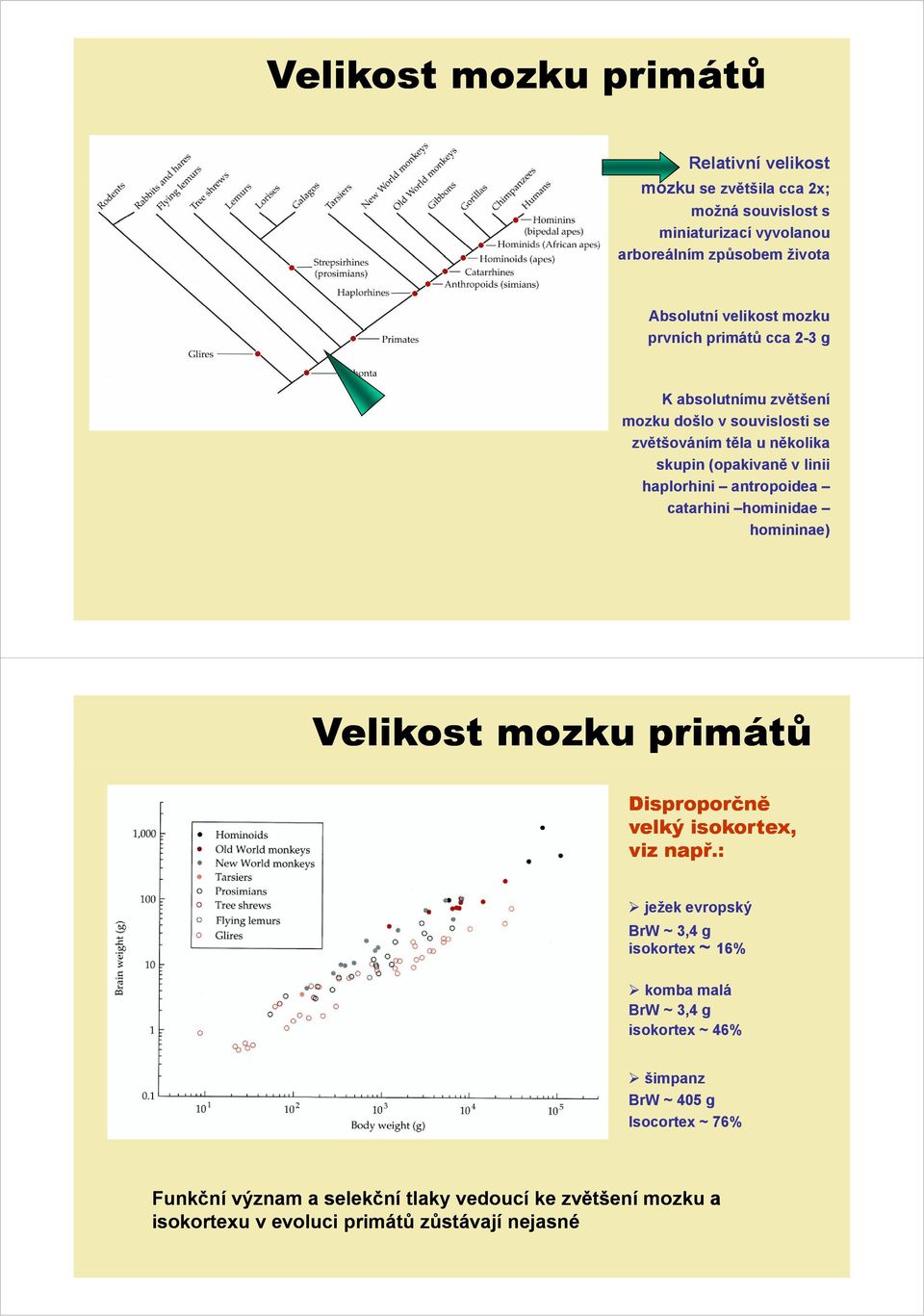 antropoidea catarhini hominidae homininae) Velikost mozku primátů Disproporčně velký isokortex, viz např.