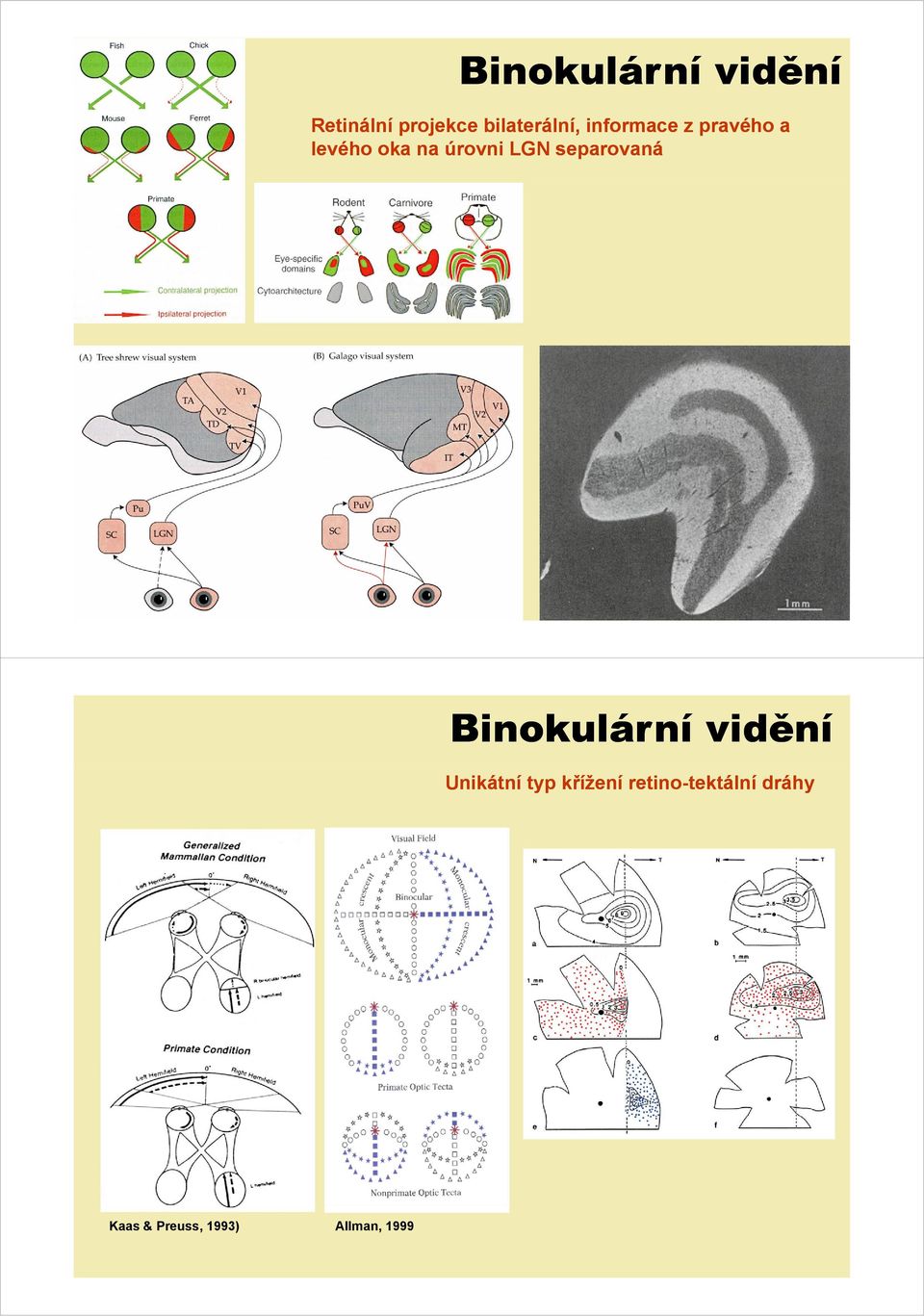 separovaná Binokulární vidění Unikátní typ křížení