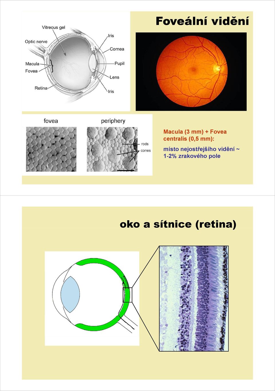 nejostřejšího vidění ~ 1-2%