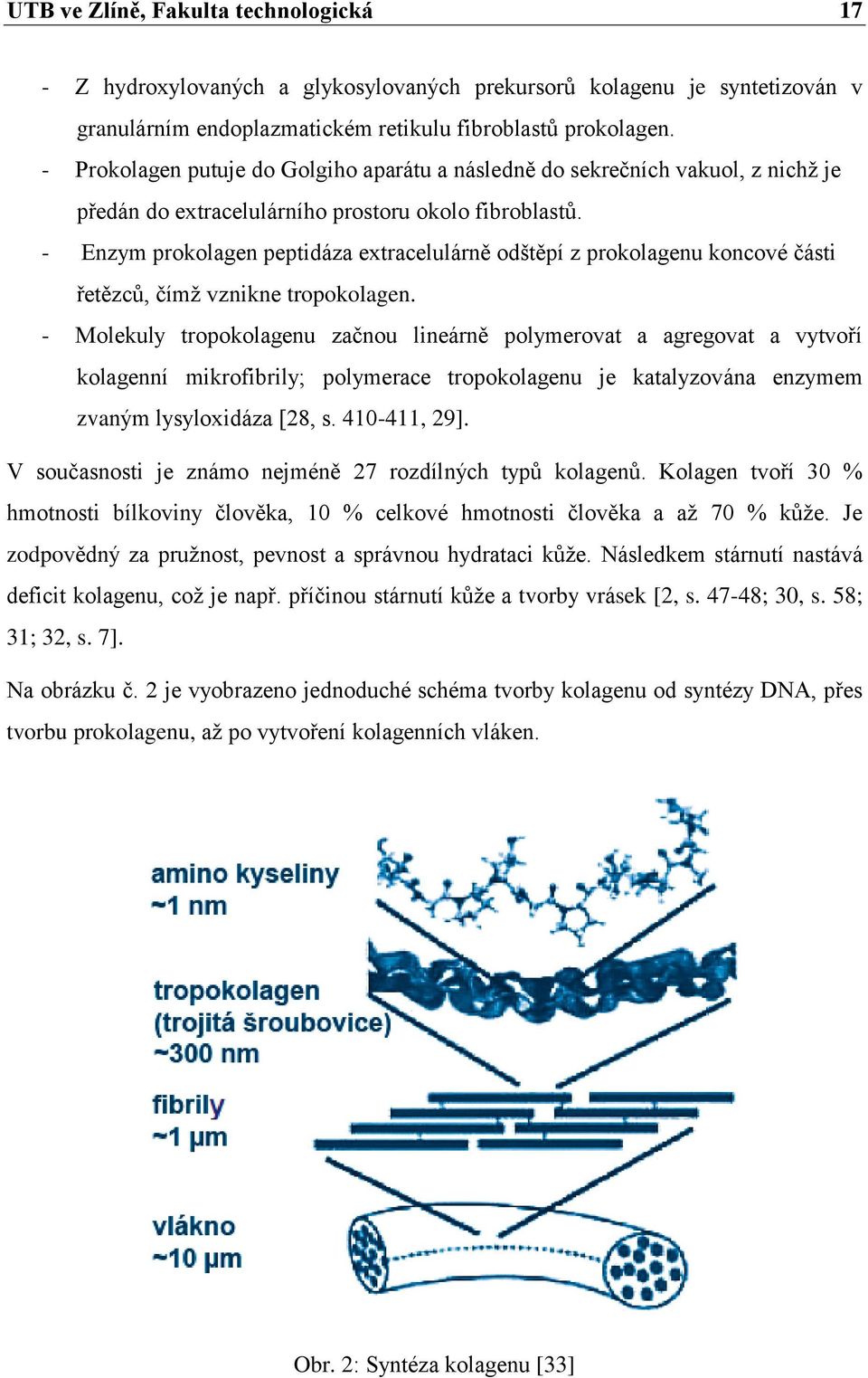 - Enzym prokolagen peptidáza extracelulárně odštěpí z prokolagenu koncové části řetězců, čímž vznikne tropokolagen.