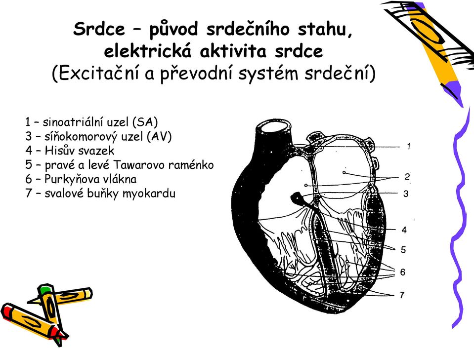 (SA) 3 síňokomorový uzel (AV) 4 Hisův svazek 5 pravé a