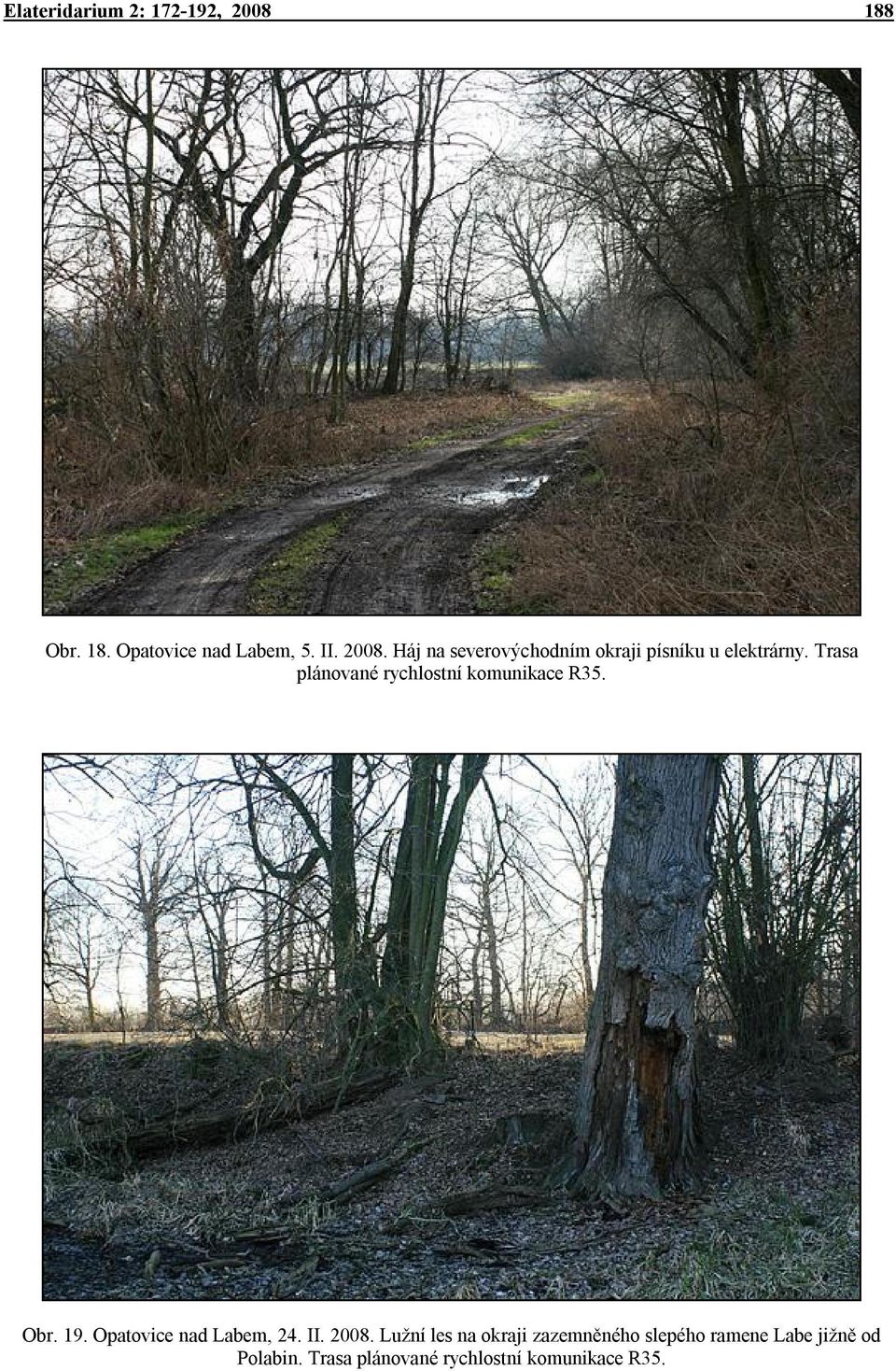 2008. Lužní les na okraji zazemněného slepého ramene Labe jižně od Polabin.