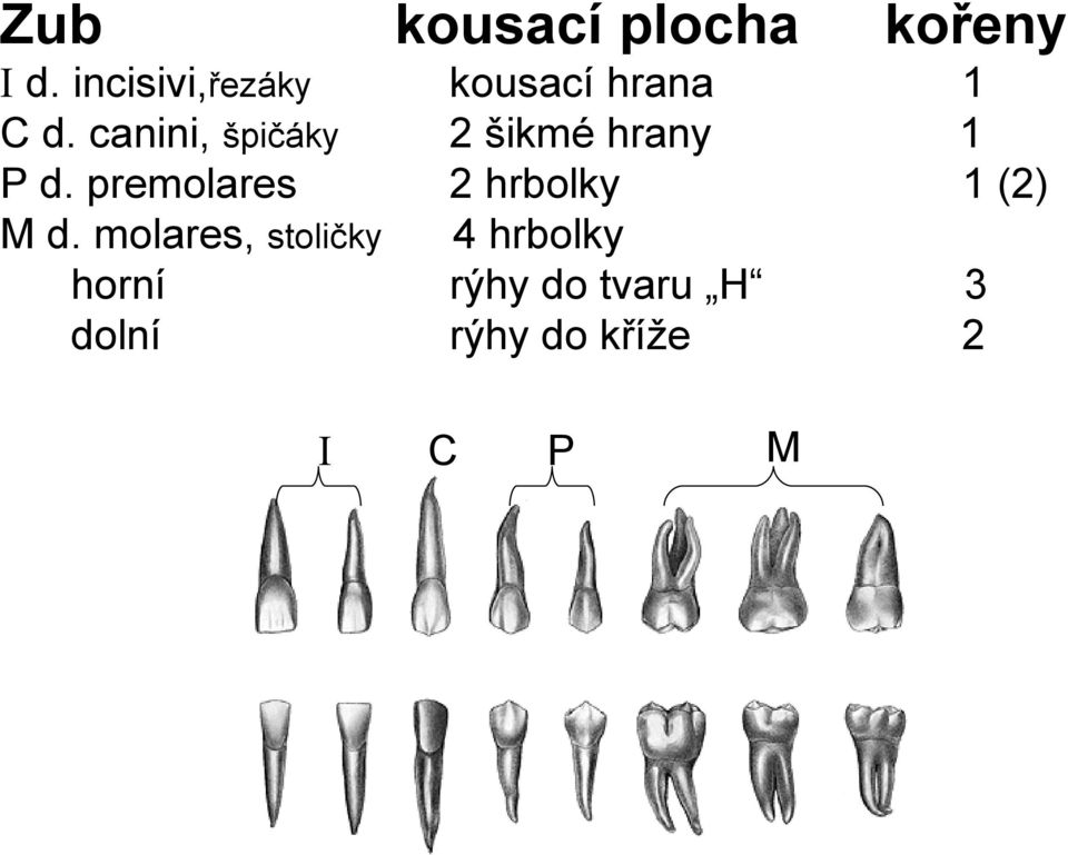 molares, stoličky horní dolní I kousací hrana 2 šikmé