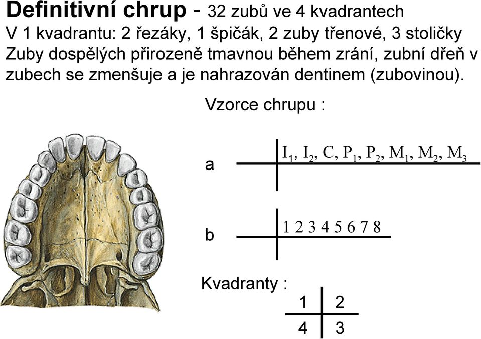 zrání, zubní dřeň v zubech se zmenšuje a je nahrazován dentinem (zubovinou).