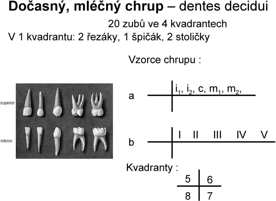 špičák, 2 stoličky Vzorce chrupu : a b i1,