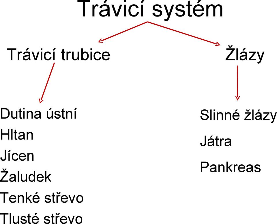 Žaludek Tenké střevo Tlusté