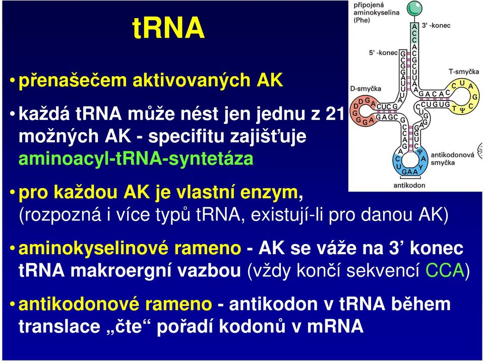 existují-li pro danou AK) aminokyselinové rameno - AK se váže na 3 konec trna makroergní vazbou