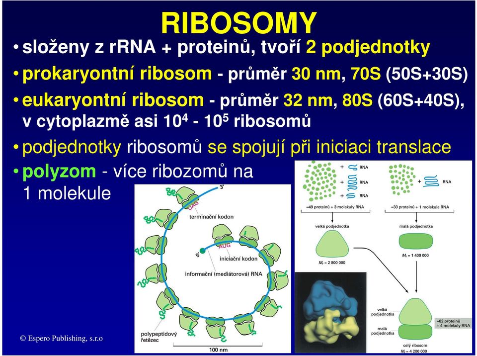 v cytoplazmě asi 10 4-10 5 ribosomů podjednotky ribosomů se spojují při