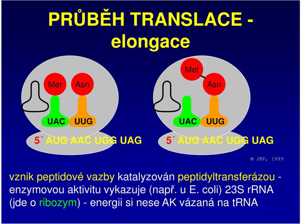 katalyzován peptidyltransferázou - enzymovou aktivitu vykazuje