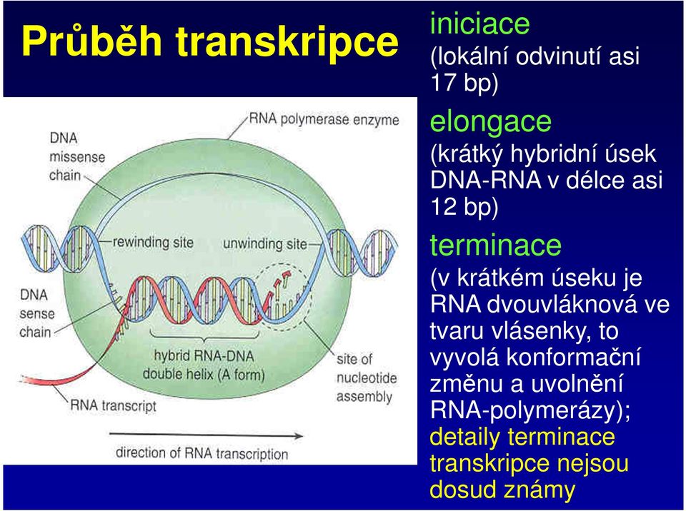 úseku je RNA dvouvláknová ve tvaru vlásenky, to vyvolá konformační
