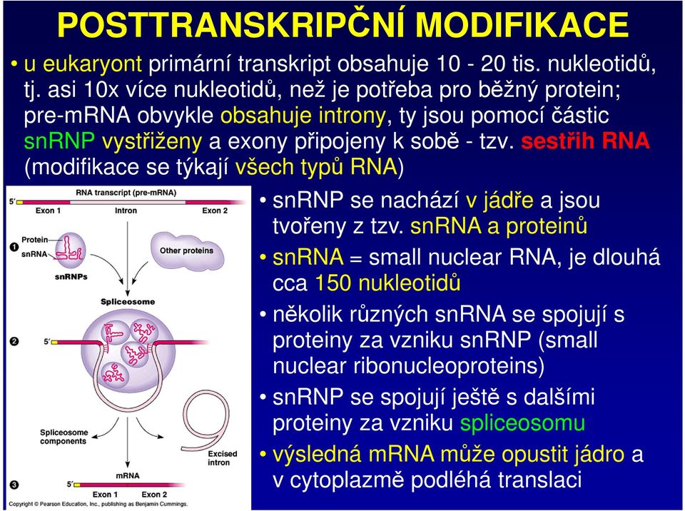 sestřih RNA (modifikace se týkají všech typů RNA) snrnp se nachází v jádře a jsou tvořeny z tzv.