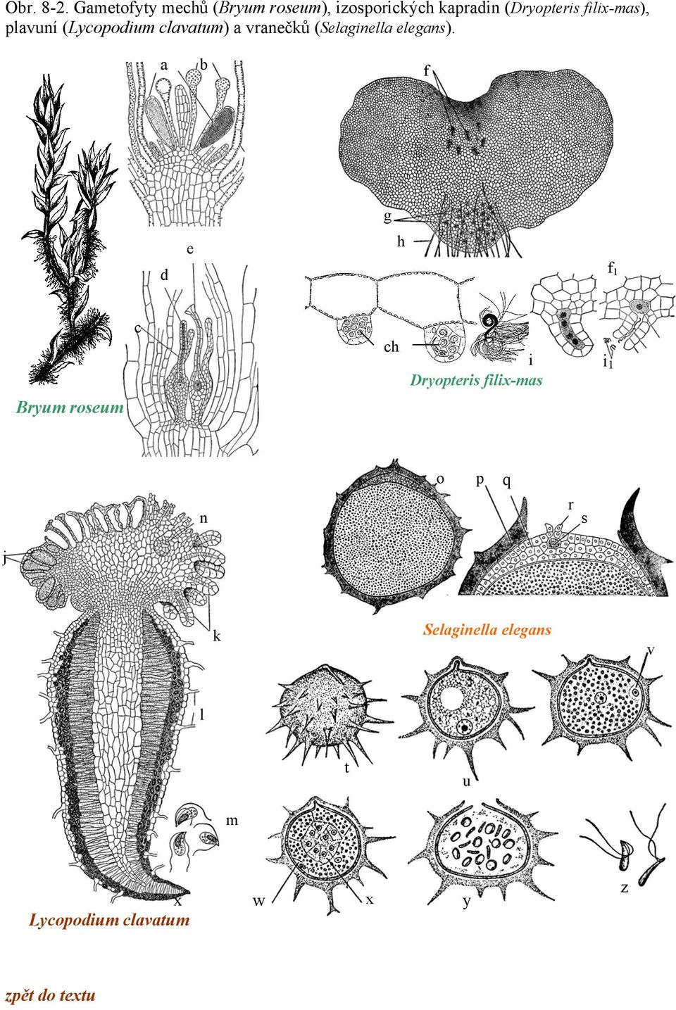 filix-mas), plavuní (Lycopodium clavatum) a vranečků (Selaginella elegans).