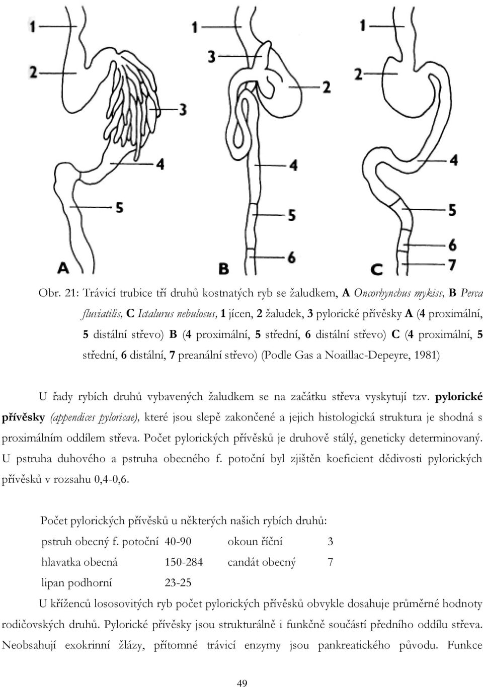 začátku střeva vyskytují tzv. pylorické přívěsky (appendices pyloricae), které jsou slepě zakončené a jejich histologická struktura je shodná s proximálním oddílem střeva.