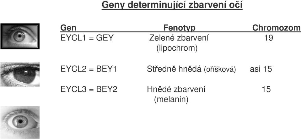 (lipochrom) EYCL2 = BEY1 Stedn hndá