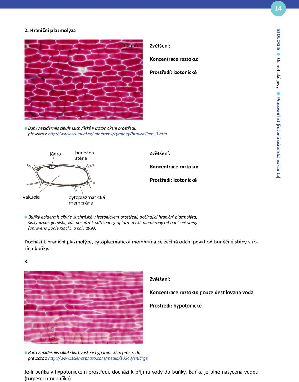 v izotonickém prostředí, počínající hraniční plazmolýza, šipky označují místa, kde dochází k odtržení cytoplazmatické membrány od buněčné stěny (upraveno podle Kincl L. a kol.