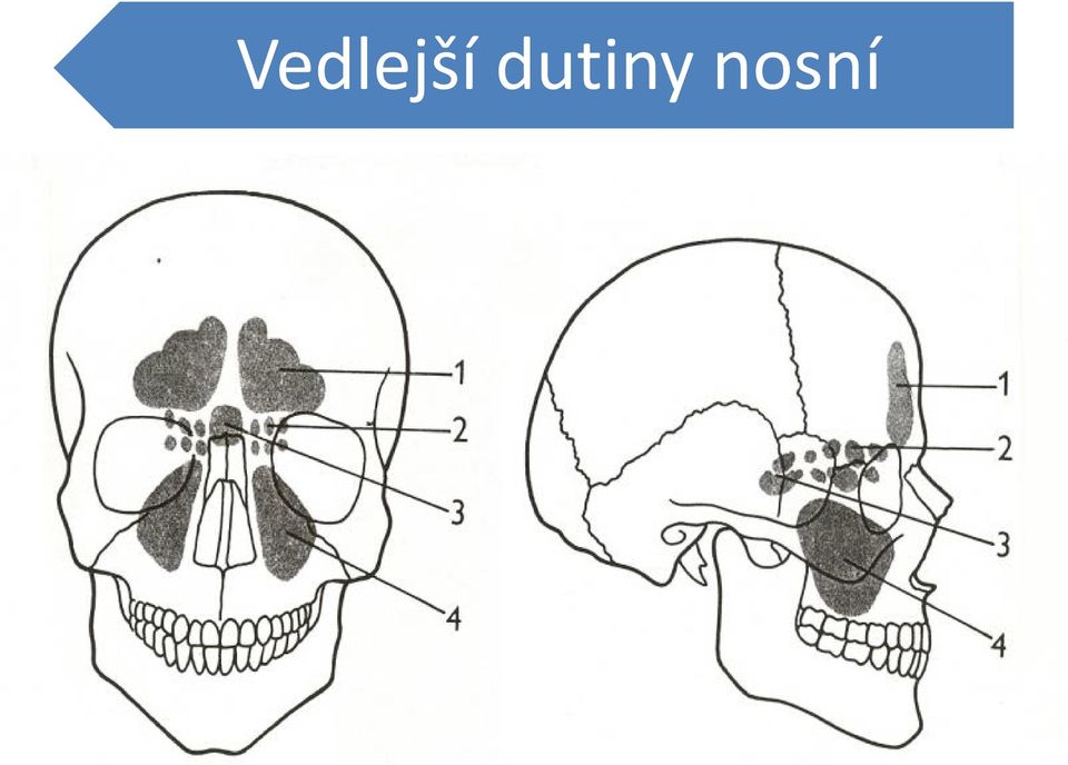 nosní