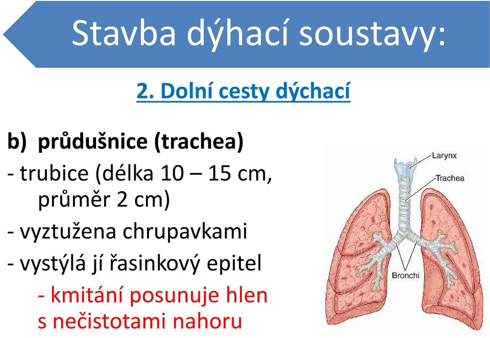 trubice (délka 10 15 cm, průměr 2 cm) - vyztužena