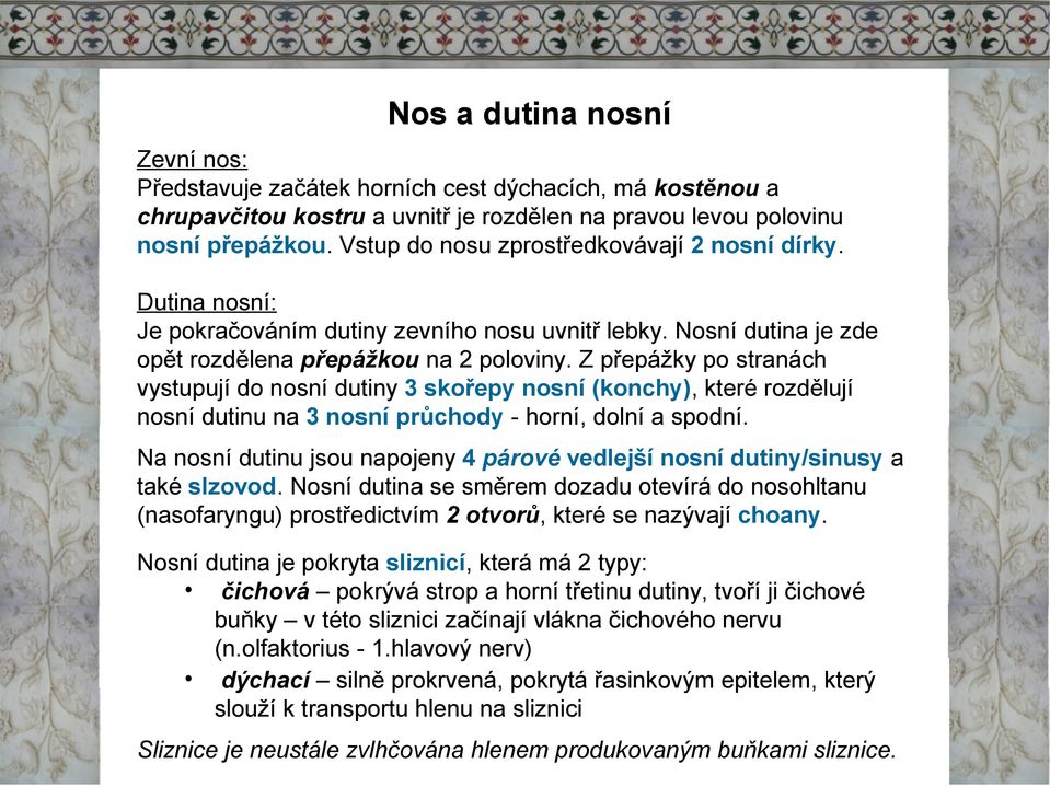 Z přepážky po stranách vystupují do nosní dutiny 3 skořepy nosní (konchy), které rozdělují nosní dutinu na 3 nosní průchody - horní, dolní a spodní.