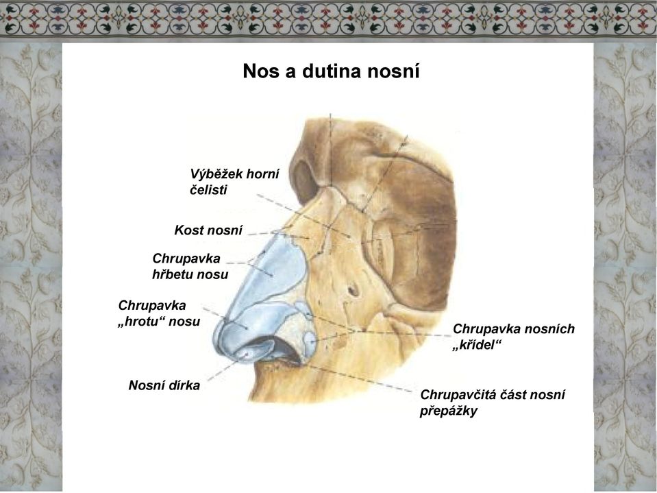 Chrupavka hrotu nosu Nosní dírka