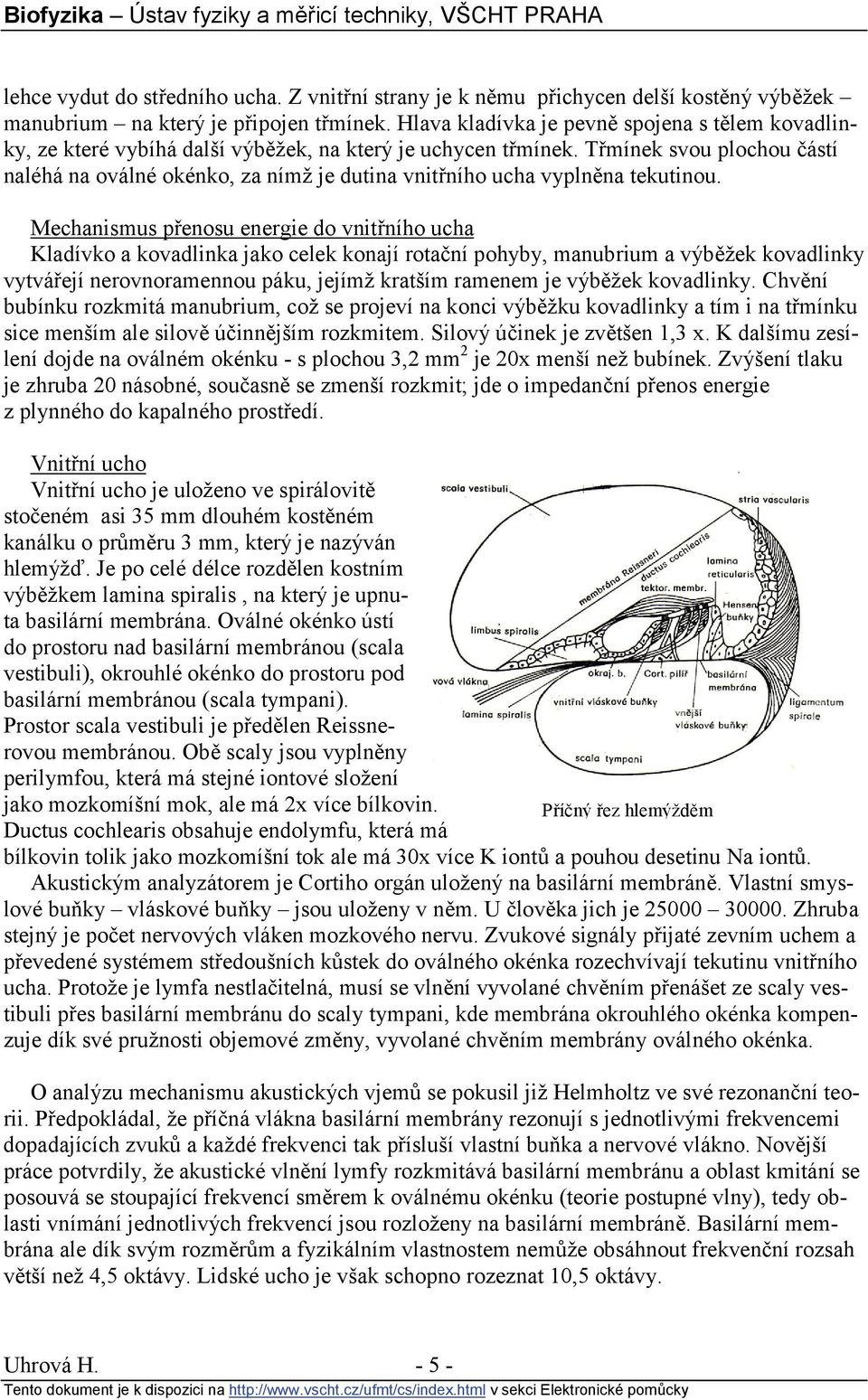 Třmínek svou plochou částí naléhá na oválné okénko, za nímž je dutina vnitřního ucha vyplněna tekutinou.