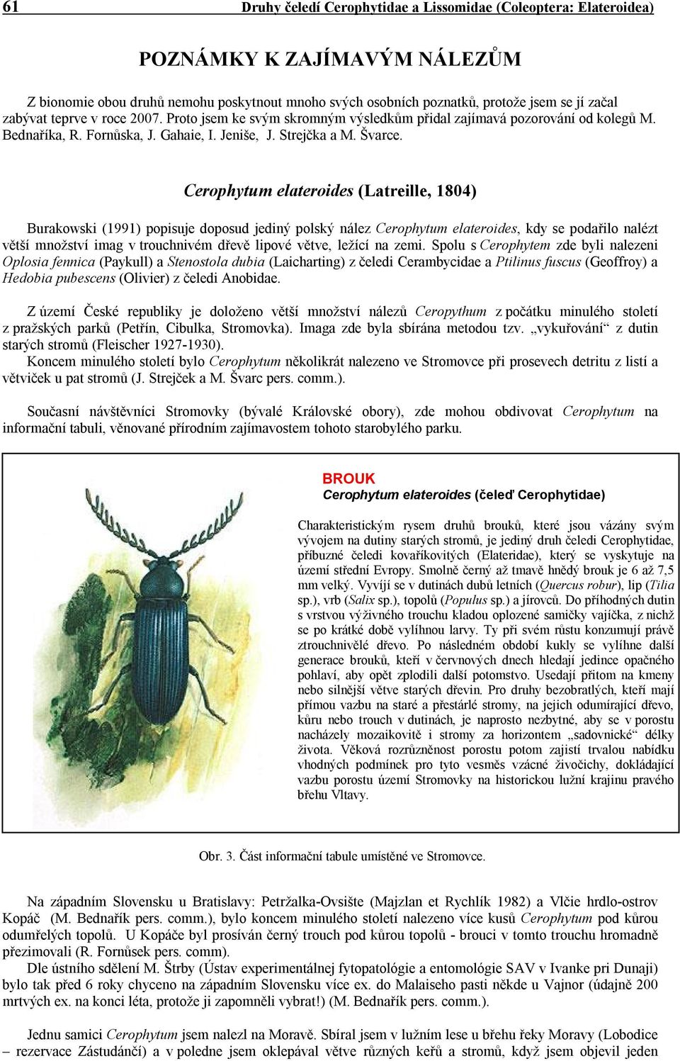 Cerophytum elateroides (Latreille, 1804) Burakowski (1991) popisuje doposud jediný polský nález Cerophytum elateroides, kdy se podařilo nalézt větší množství imag v trouchnivém dřevě lipové větve,