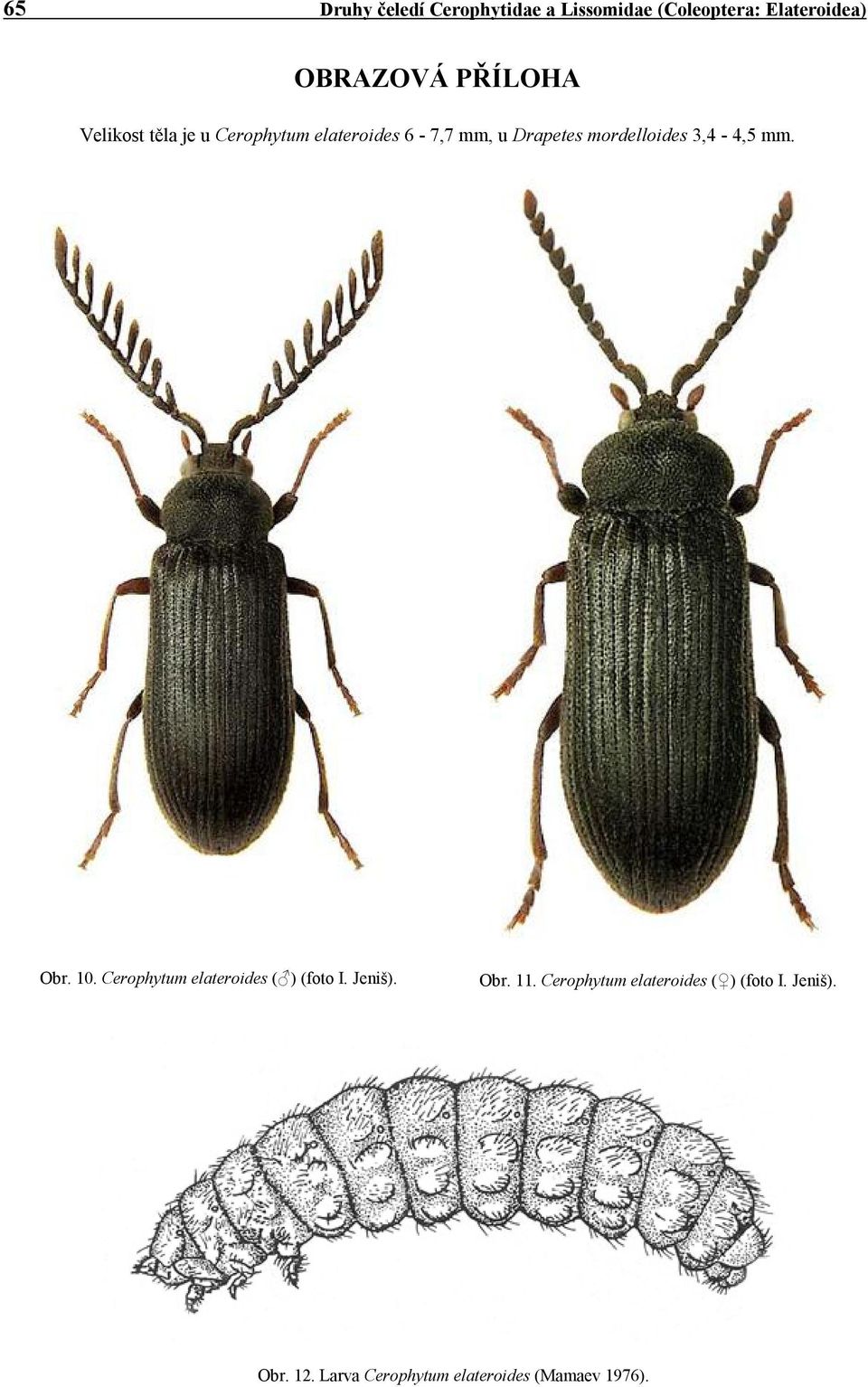 mordelloides 3,4-4,5 mm. Obr. 10. Cerophytum elateroides ( ) (foto I. Jeniš). Obr. 11.