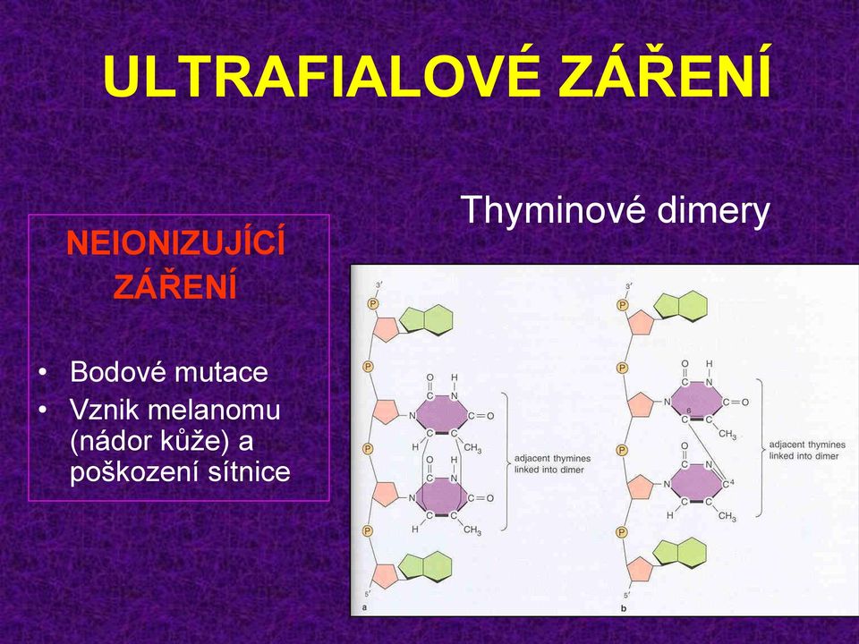 dimery Bodové mutace Vznik