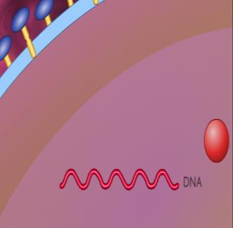 + RNA kopie je využita jako mrna a je překládána do řetězců aminokyselin na buněčných riborómech - RNA Proteinová virová kapsida + Kopie virové RNA Virový protein RNA polymeráza Zpět na přehled