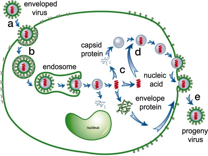 přichycení fága a průnik DNA do hostitelské buňky pomnožení virionů zabudování DNA fága do hostitelské buňky ve formě profága AKTIVACE (radiace, chemické vlivy aj.