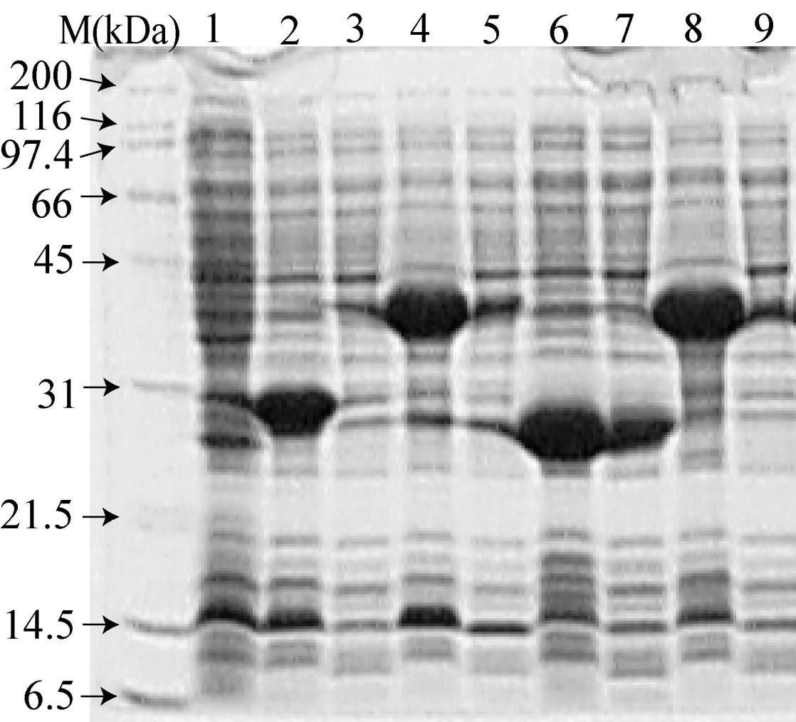 Molární hmotnost o Proteiny prostředí SDS (dodecylsulfát
