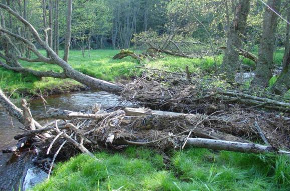 Návrh managementu dřevní hmoty v přirozených korytech