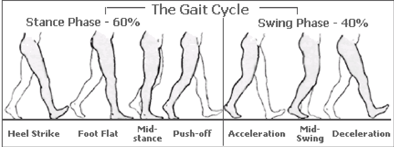 Obrázek 4. Krokový cyklus 4.2.4 Rozložení tlaku na chodidlo během chůze Během chůze se rozkládá tlak působící na chodidlo mezi první až pátý paprsek nohy, nicméně velmi nerovnoměrně.