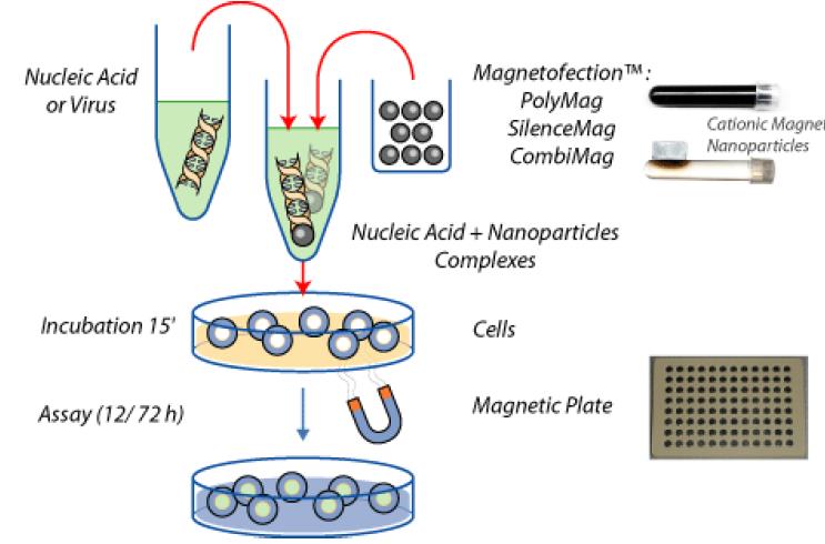 Magnetofekce Vazba DNA na magnetické nanočástice, pokryté kladně nabitými molekulami