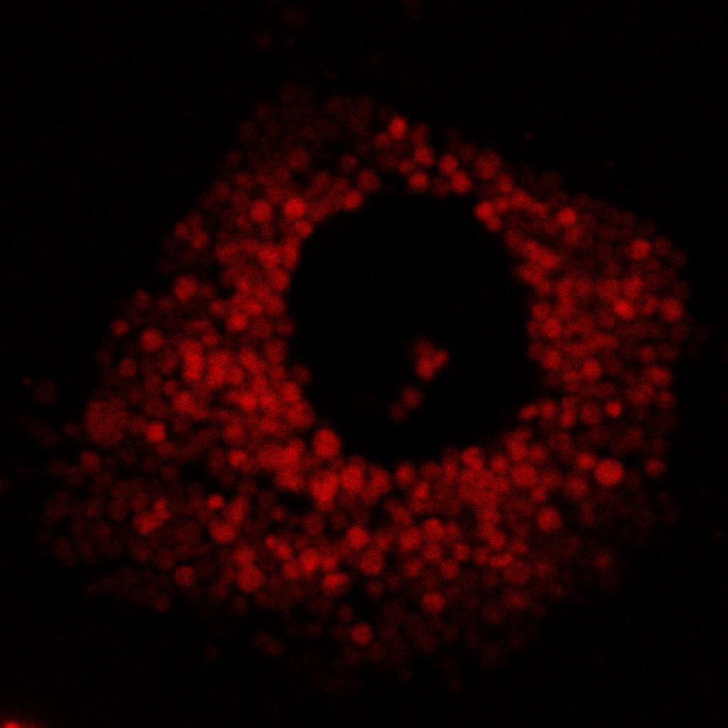 Konfokální mikroskopie jádro buňky Mikroskopická analýza Pro sledování specifické interakce Ab-SPIO nanočástic s adenosinovými receptory byl použit laserový skenovací konfokální mikroskop.