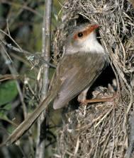 Hirundo pyrrhonota, H. rustica, Delichon urbica, Tachycineta bicolor, T.