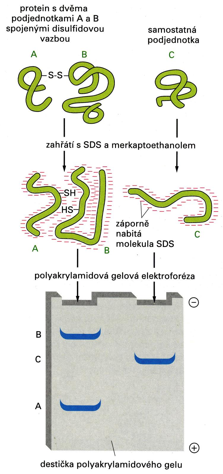 ELFO na PAGE v přítomnosti SDS (Sodium Dodecyl Sulphate dodecylsíran