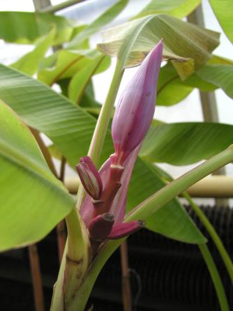 Banánovník (Musa sp.