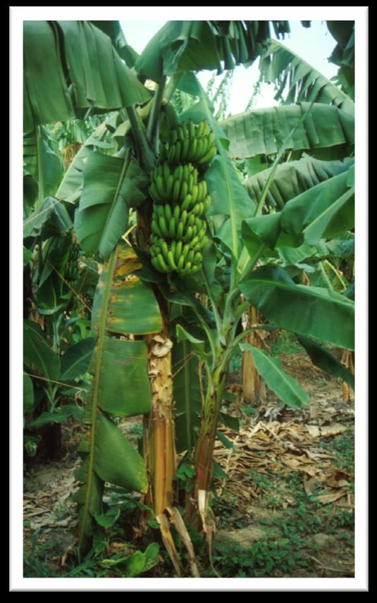 Sekce Banánovník (Musa sp.