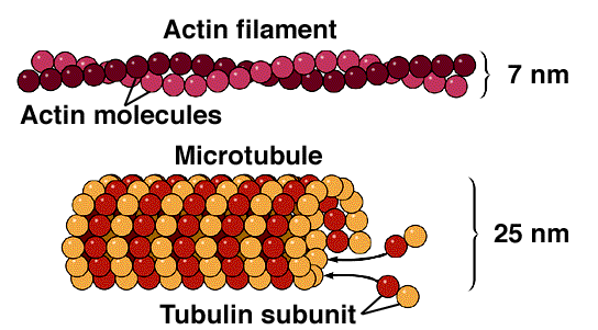 mikrotubulů a aktinových filament. light-sheet mikroskopie pokožkové buňky děložního listu A.