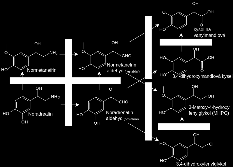 Katecholaminy - biodegradace Dopamin Dopamin se řadí mezi nízkomolekulární neurotransmitery ze skupiny katecholaminů.