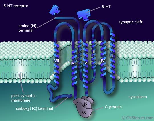 Skladování, uvolňování, zpětné vychytávání serotoninu do synaptických váčků přenášen pomocí sejného přenašeče monoaminů (VMAT) jako katecholaminy i plnění serotoninových váčků blokují a dlouhodobou