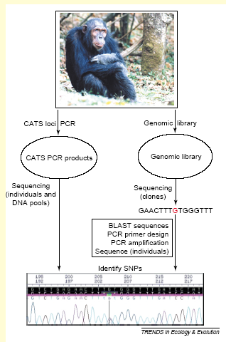 1. Nalezení SNPs (1) CATS loci = comparative anchor tagged site loci (= cross amplification) (2) Genomic library = genome restriction + cloning (náhodný výběr klonů 1