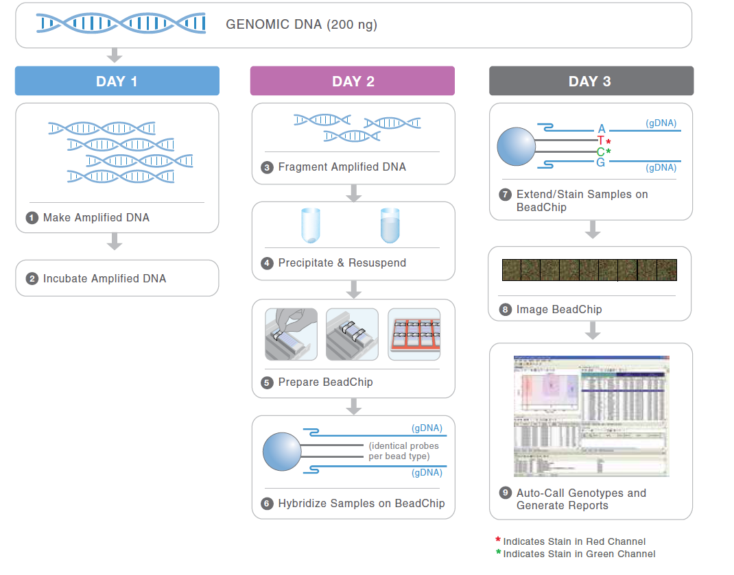 Illumina Infinium Bead Chip cca