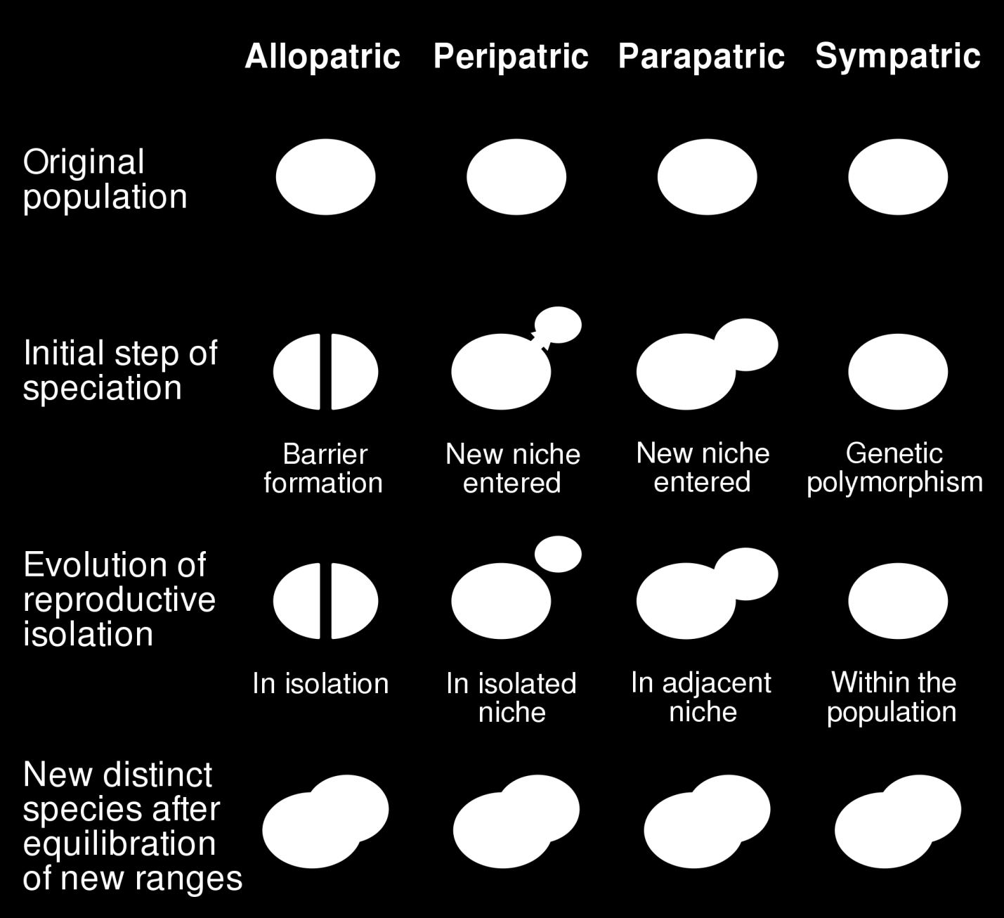 Speciace