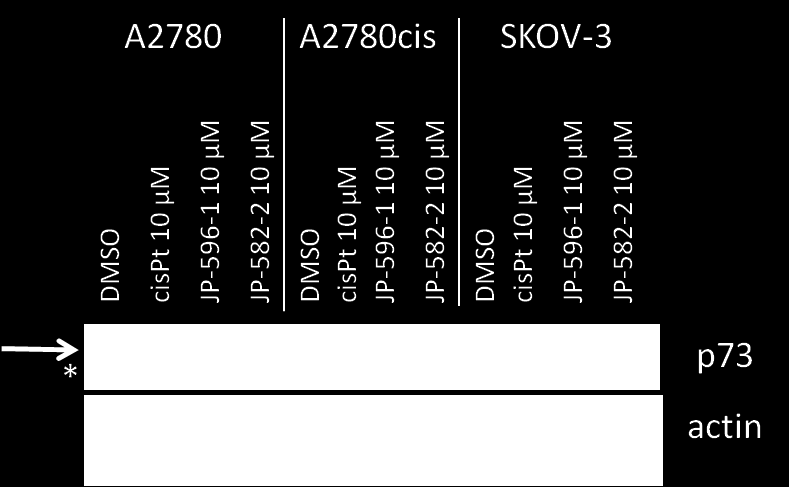 Obrázek 39 Detekce proteinu p21 u buněk linie A2780 a A2780cis cispt = cisplatina, JP-596-1 = derivát titanocenu, JP-582-2 = derivát ferrocenu Ve všech třech buněčných liniích byla provedena detekce