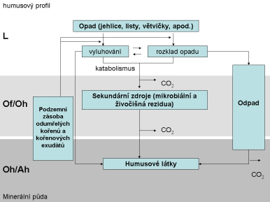 Půdní organická hmota - frakcionace humusu Huminové kyseliny Fulvo kyseliny Humin SOM - Soil Organic Matter (STEVENSON, 1994, SPARKS, 2003) Půdní organická hmota - huminové kyseliny HO COOH OH COOH