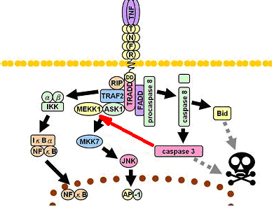 komplexem TNFα/receptor/TRADD/FADD (Ihnatko a Kubeš, 2007).